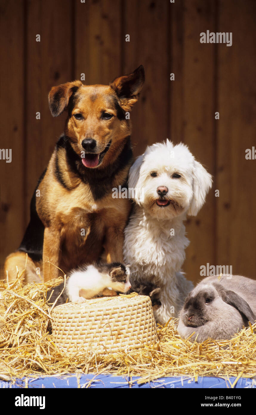 Two mongrels (Canis lupus familiaris) a kitten and a domestic rabbit sitting together in straw Stock Photo