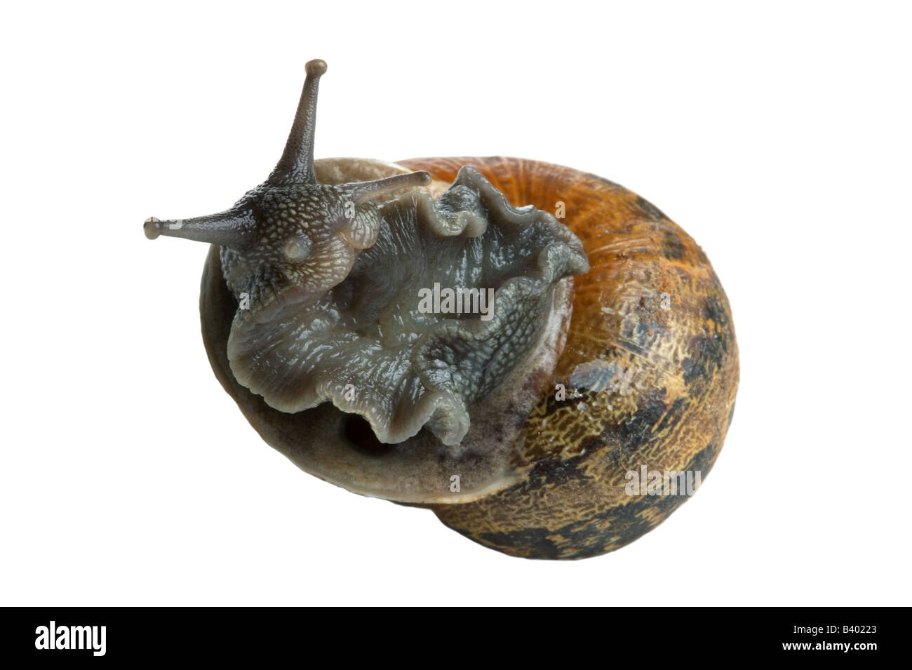 Garden Snail Helix aspersa on it s back so to speak isolated on a white background Stock Photo