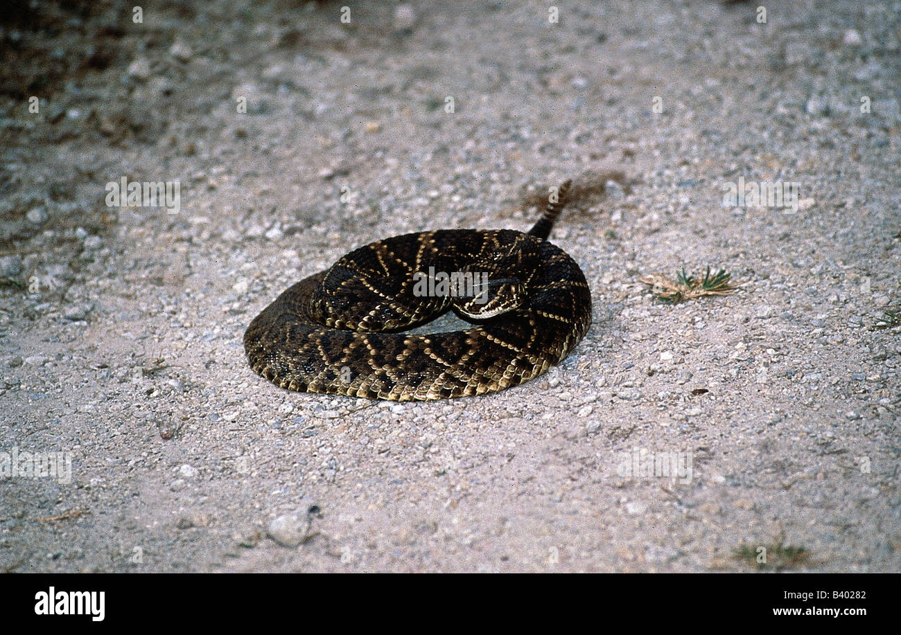 zoology / animals, reptiles, snakes, Western Diamandback Rattlesnake, (Crotalus atrox), convolved in attack pose, distribution: Stock Photo