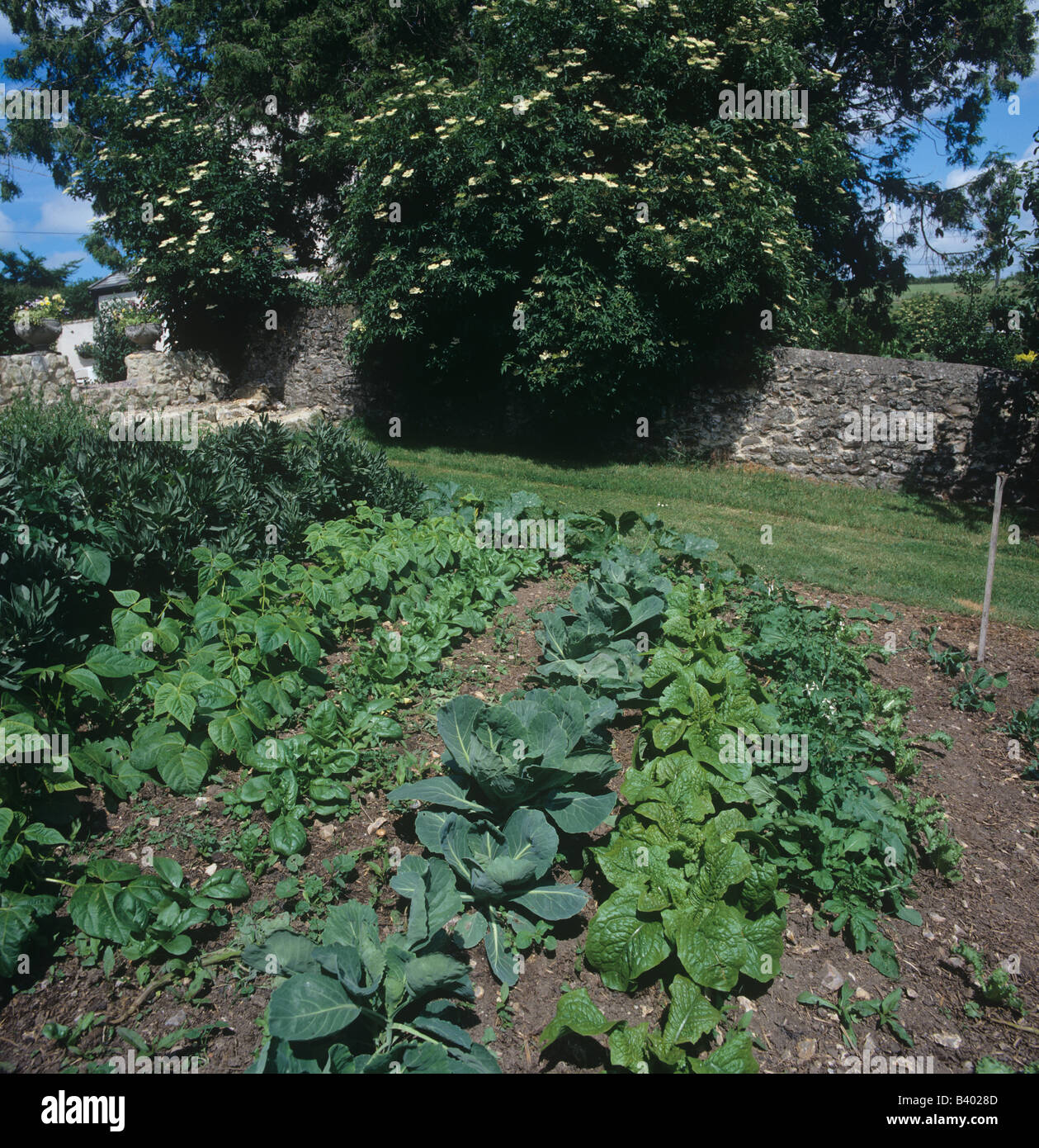 Vegetable garden with rocket celtuce cabbages and others Stock Photo