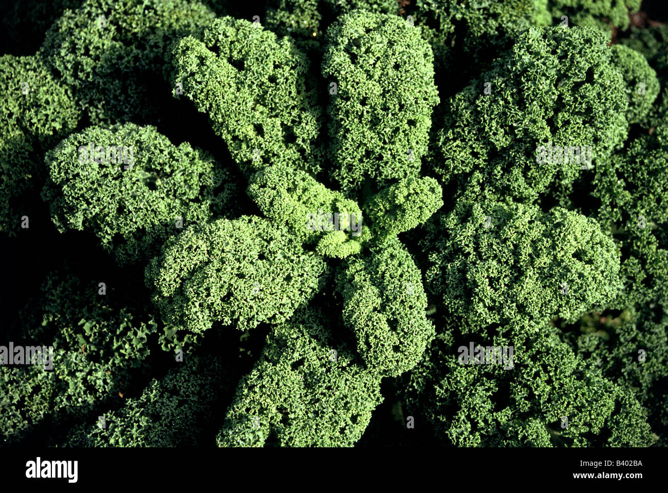 botany, Kale, (Brassica sabellica), Borecole, on field, Brassicaceae, Capparales, Dilleniidae, cabbage, vegetable, vegetables, g Stock Photo
