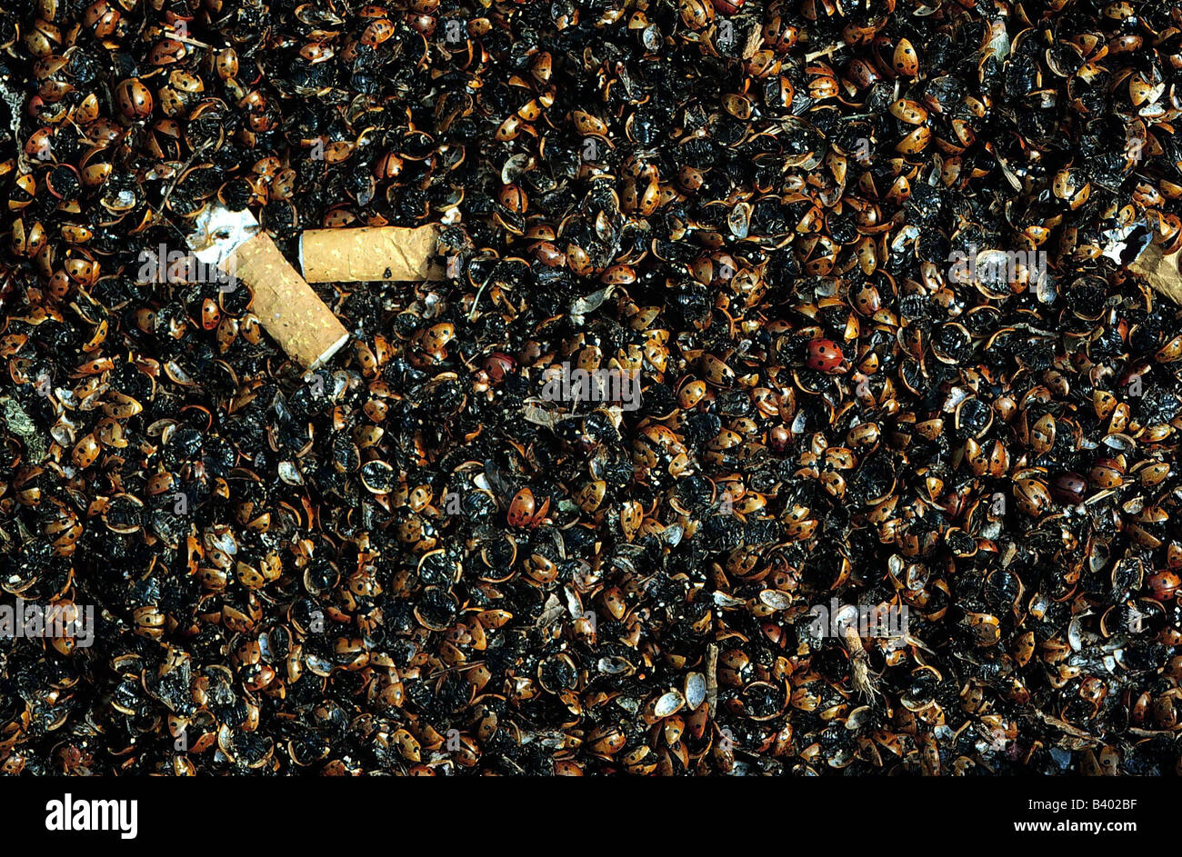Plague of insects hi-res stock photography and images - Alamy