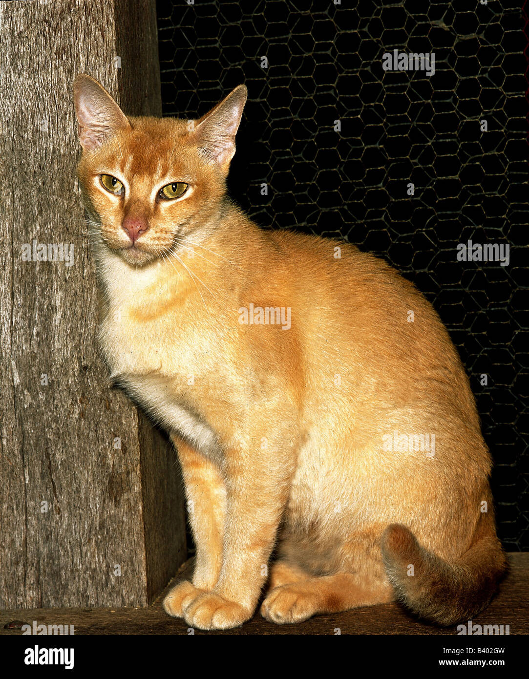 zoology / animals, mammal / mammalian, cats, (Felidae), red Burmese cat, sitting, cat, cat, animal, Felinae, Stock Photo - Alamy