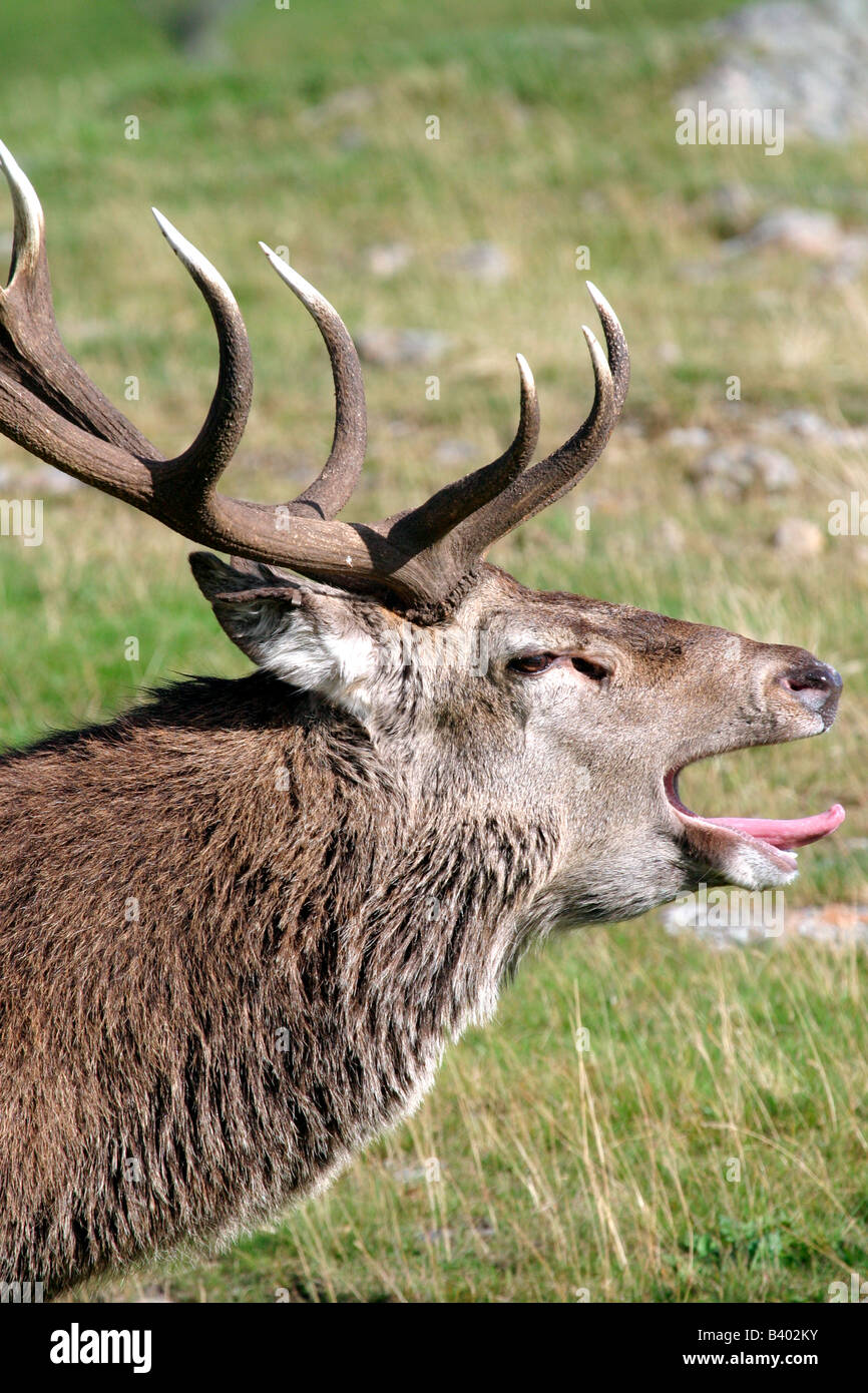Stag bellowing at rutting season Stock Photo