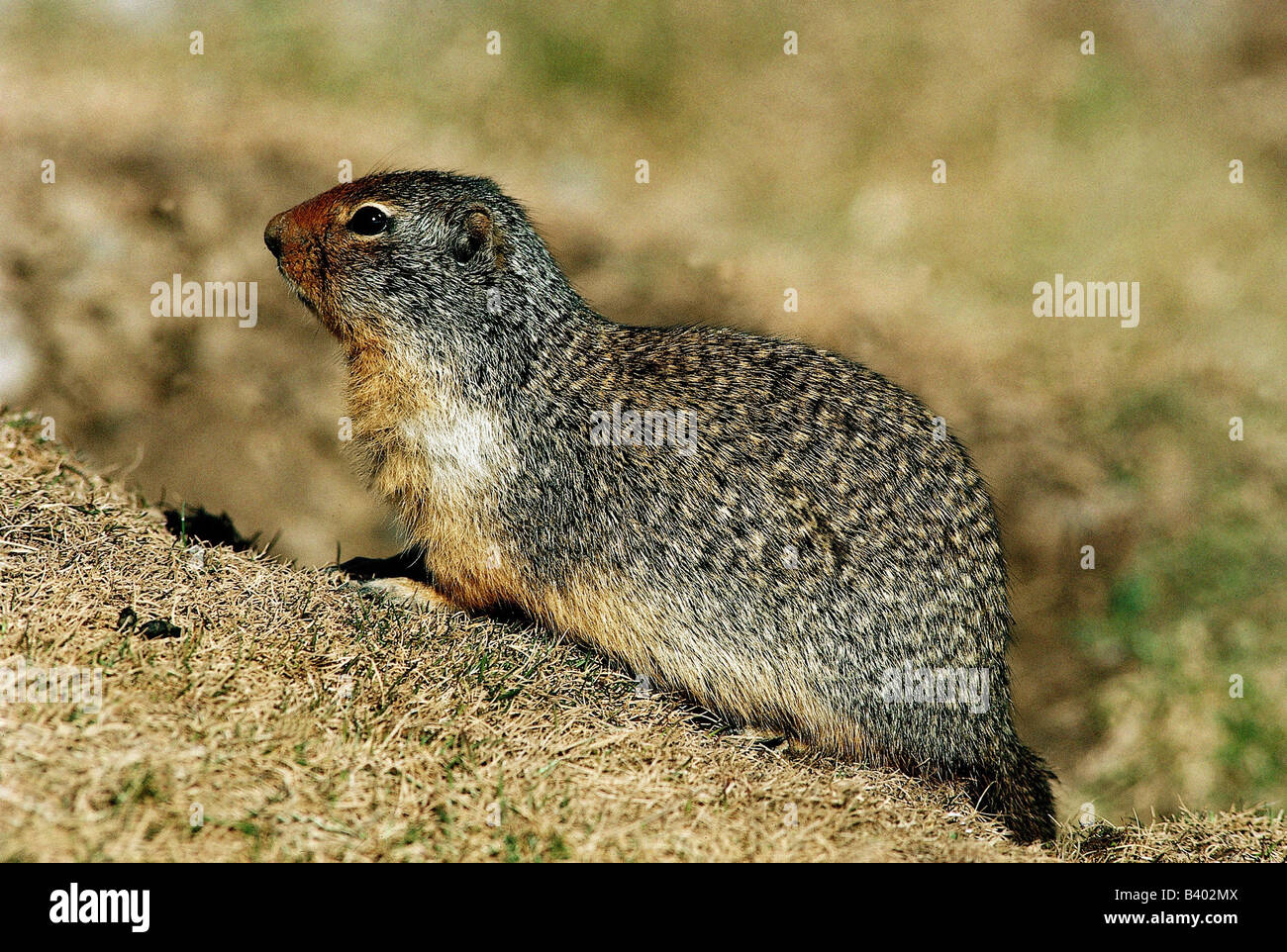 Squails Col zoology / animals, mammal / mammalian, squirrels, Columbian Ground ...