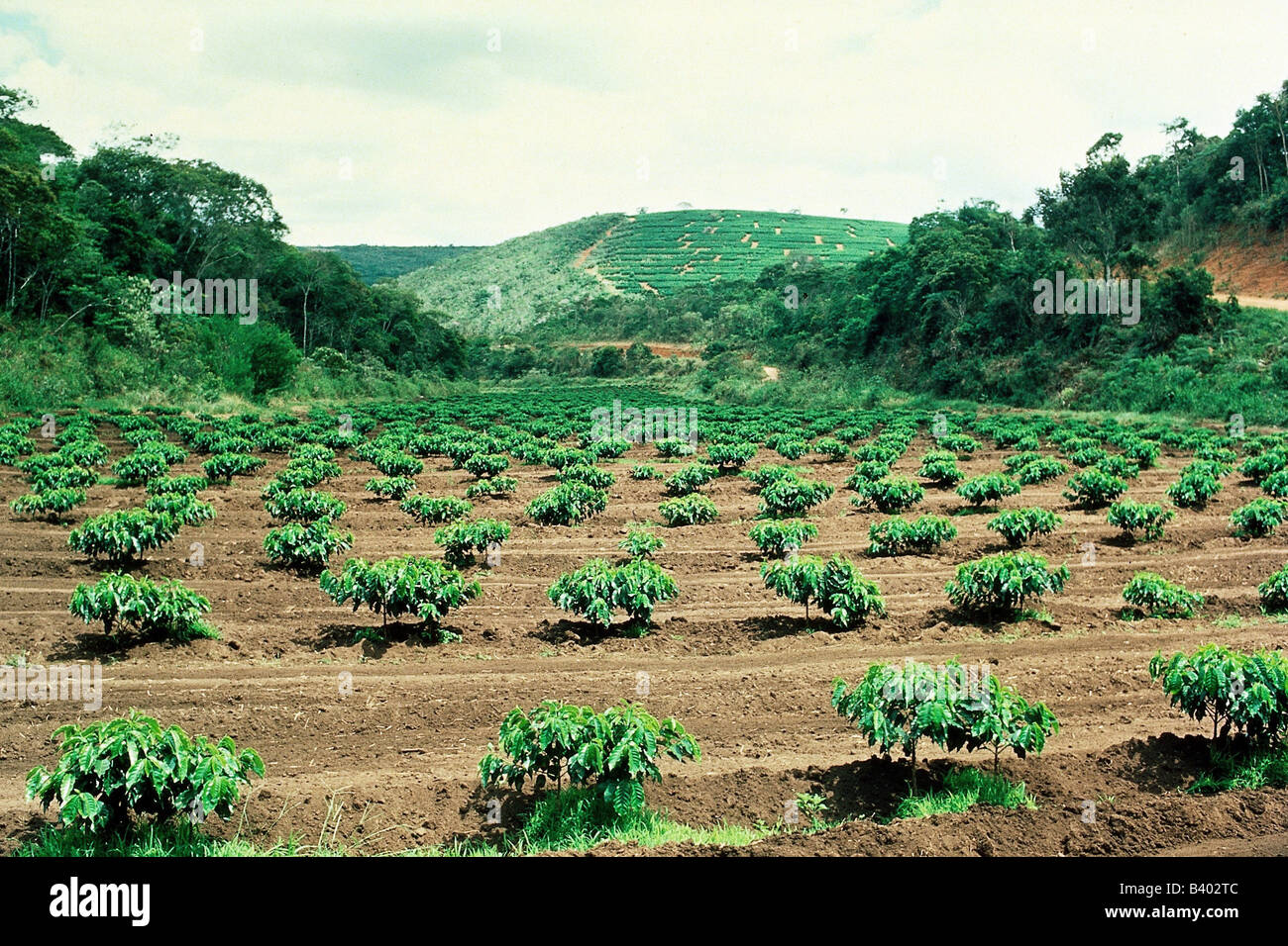 botany, coffee shrub, Arabica coffee, (Coffea arabica), coffee shrubs