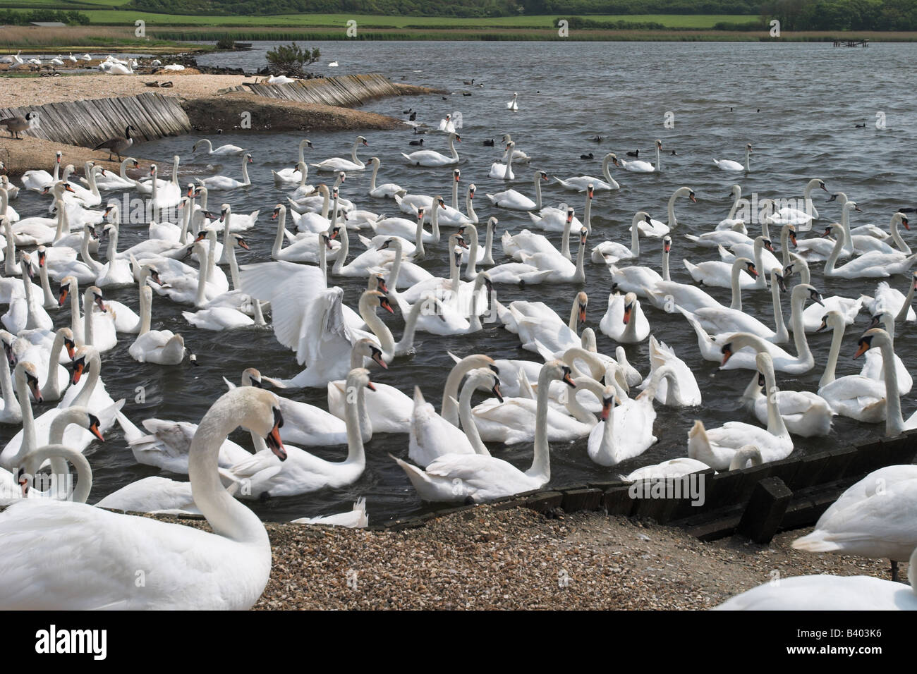 Feeding time for the Mute Swans at Abbotsbury Swannery, Dorset, UK Stock Photo