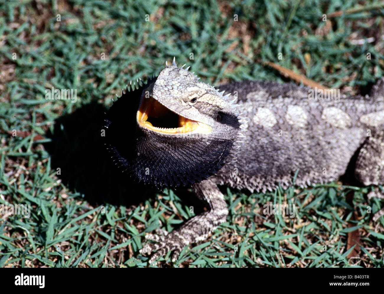 zoology / animals, reptiles, Bearded Dragon, (Amphibolurus barbatus), in grass, agressive, distribution: Australia, crawler, cra Stock Photo
