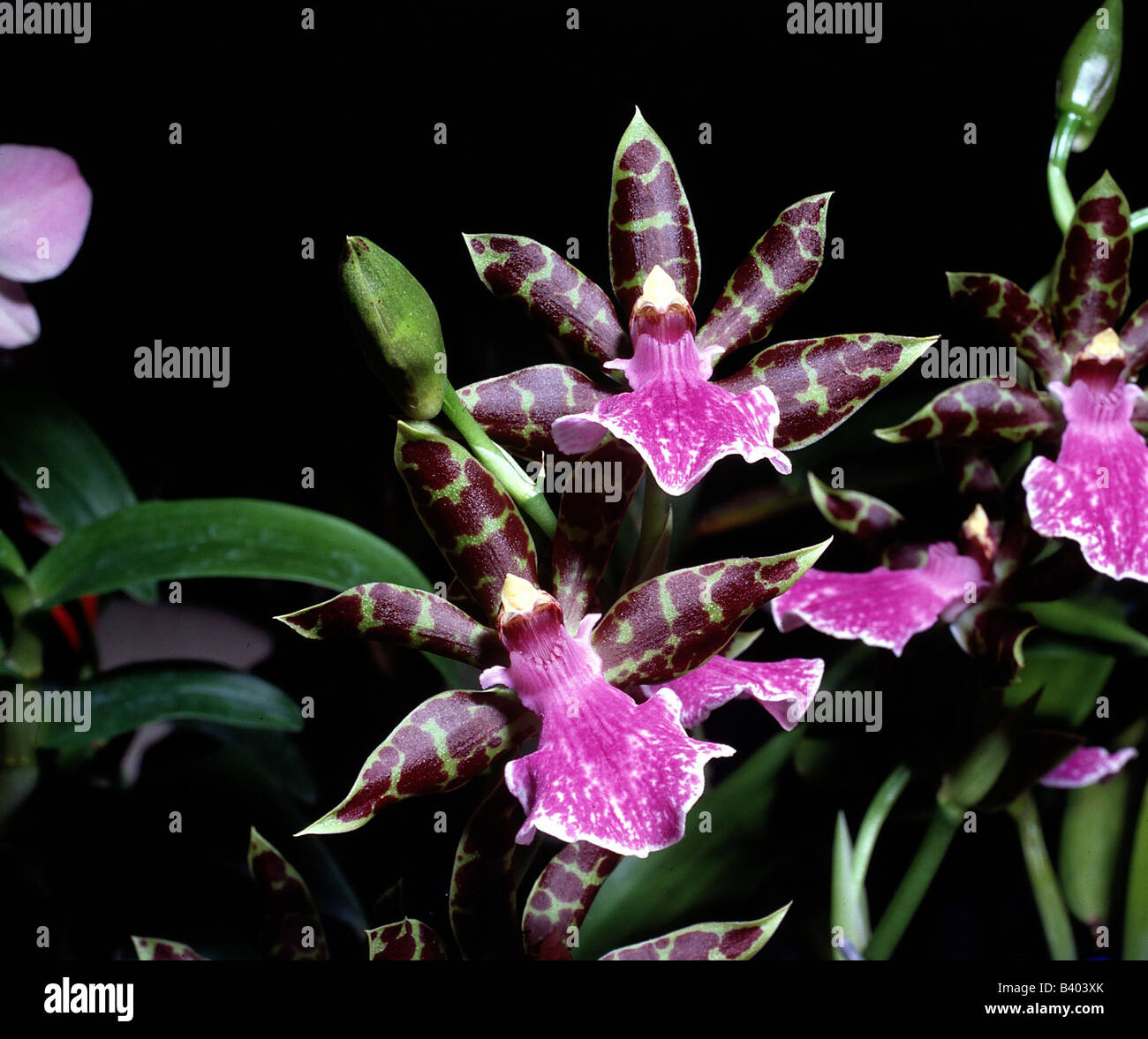 botany, Oncidium, Oncidium, blossoms, dotted, speckled, spotted, stamen, red, blooming, flowering, orchid, blossom, Liliidae, Or Stock Photo