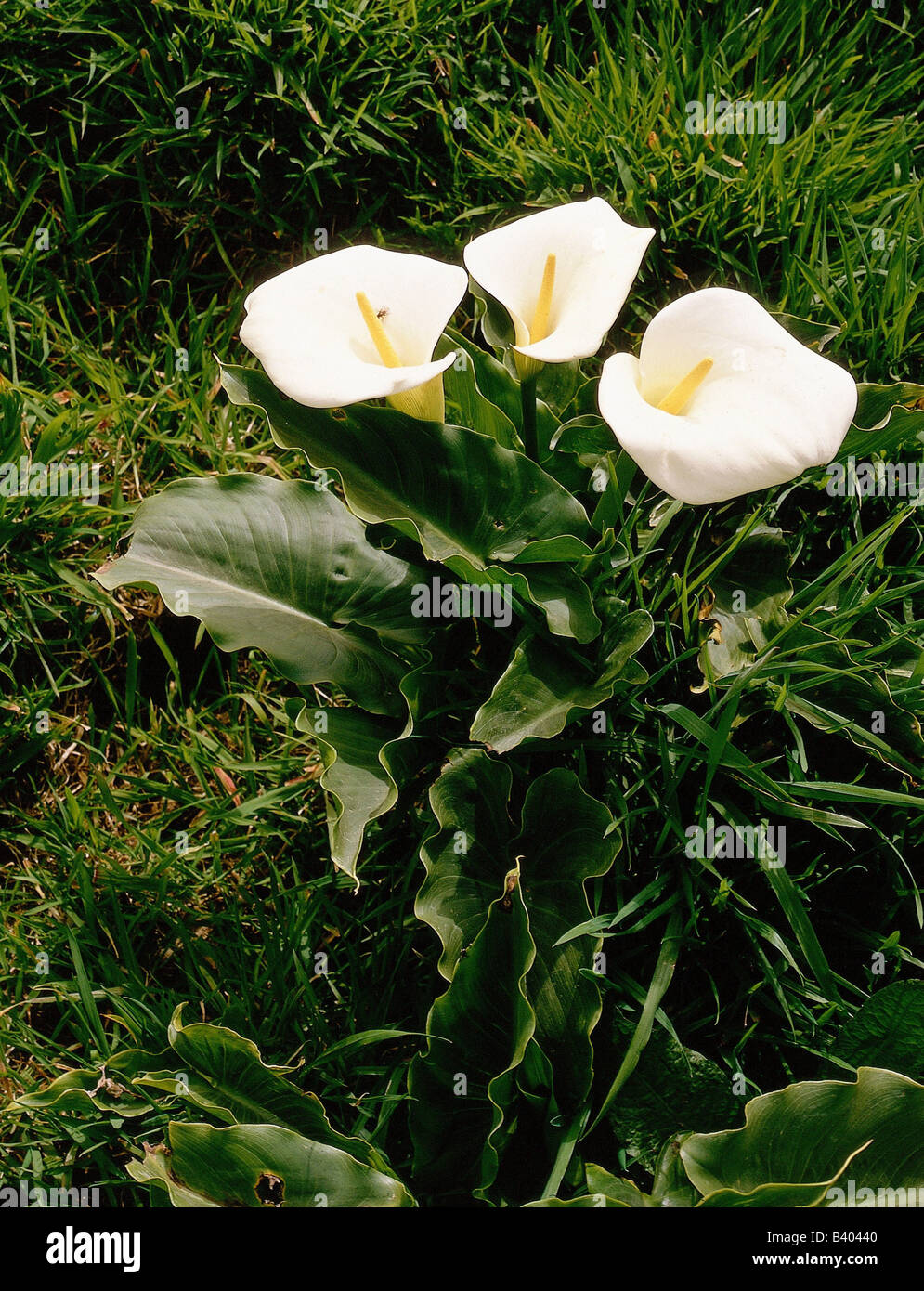 botany, Bog Arum (Calla), Lily of the Nile (Calla aethiopica), three flowering blossoms, Sao Miguel, Azores, Portugese, Portugal Stock Photo