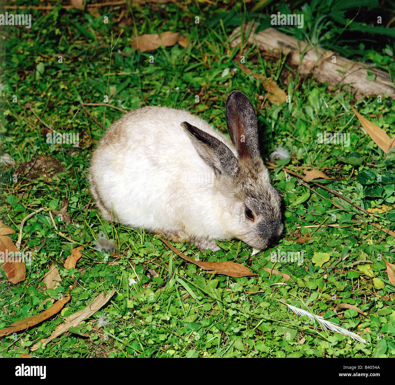 zoology / animals, mammal / mammalian, rabbits, European Rabbit ...