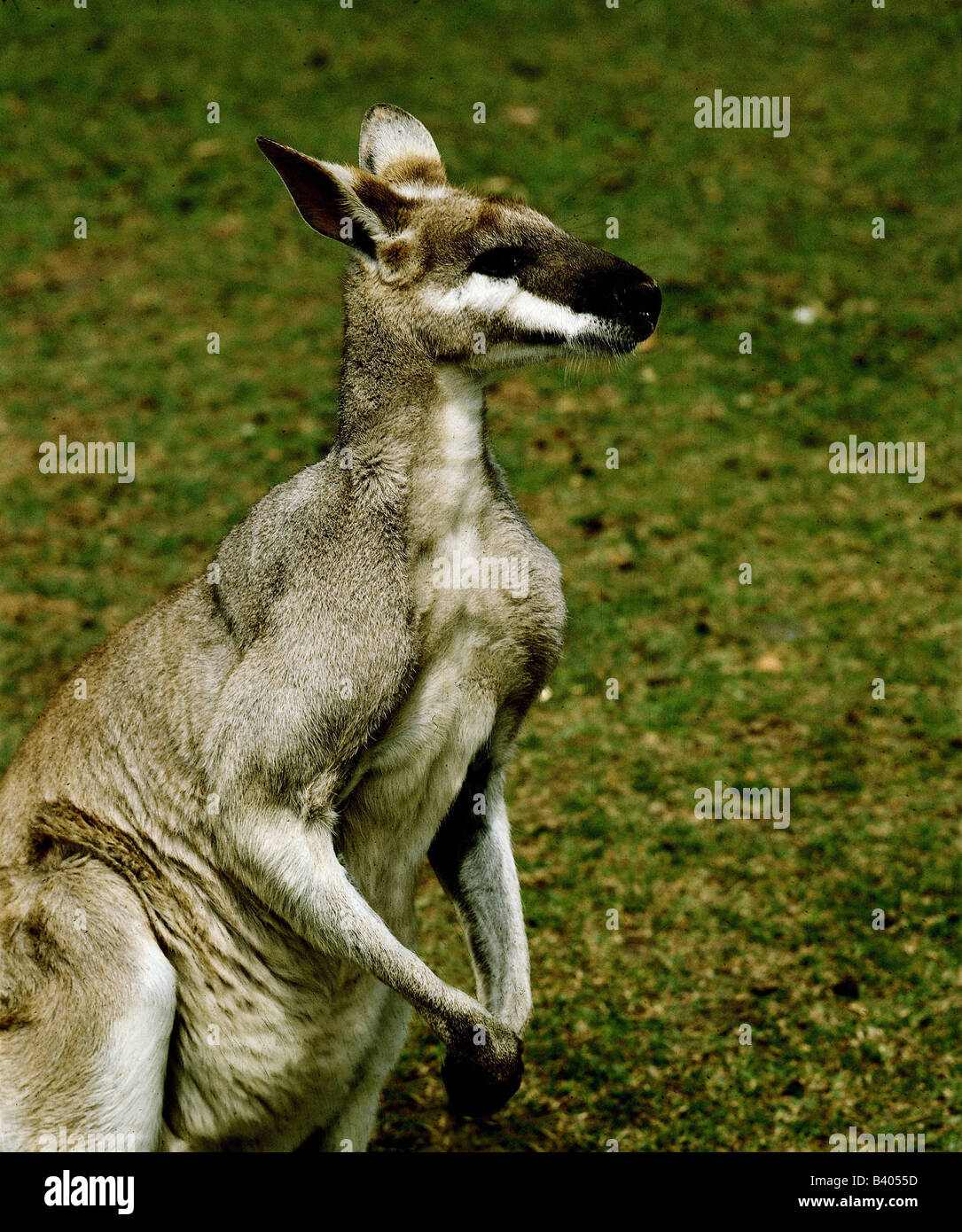 zoology / animals, mammal / mammalian, kangaroos, Whiptail Wallaby, (Wallabia parryi), with cub in pounch, distribution: Austral Stock Photo - Alamy zoology / animals, mammal / mammalian, kangaroos, Whiptail Wallaby, (Wallabia parryi), with cub in pounch, distribution: Austral Stock Photo - Alamy