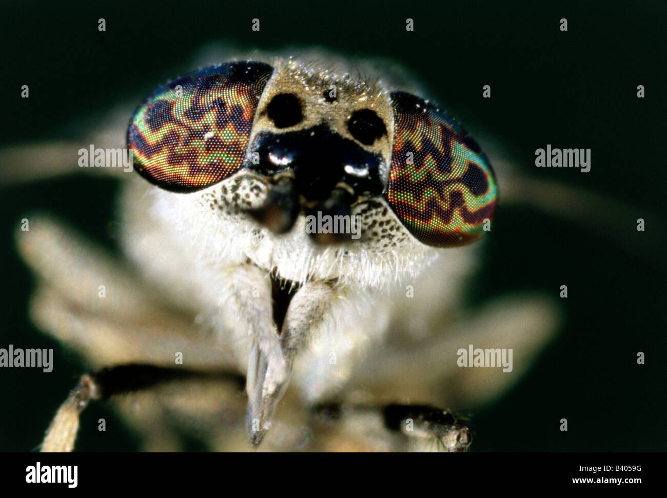 zoology / animals, insects, flies, horse-flies, Chrysozona pluvialis, detail: head with compund eyes, distribution: Europe, eye, Stock Photo