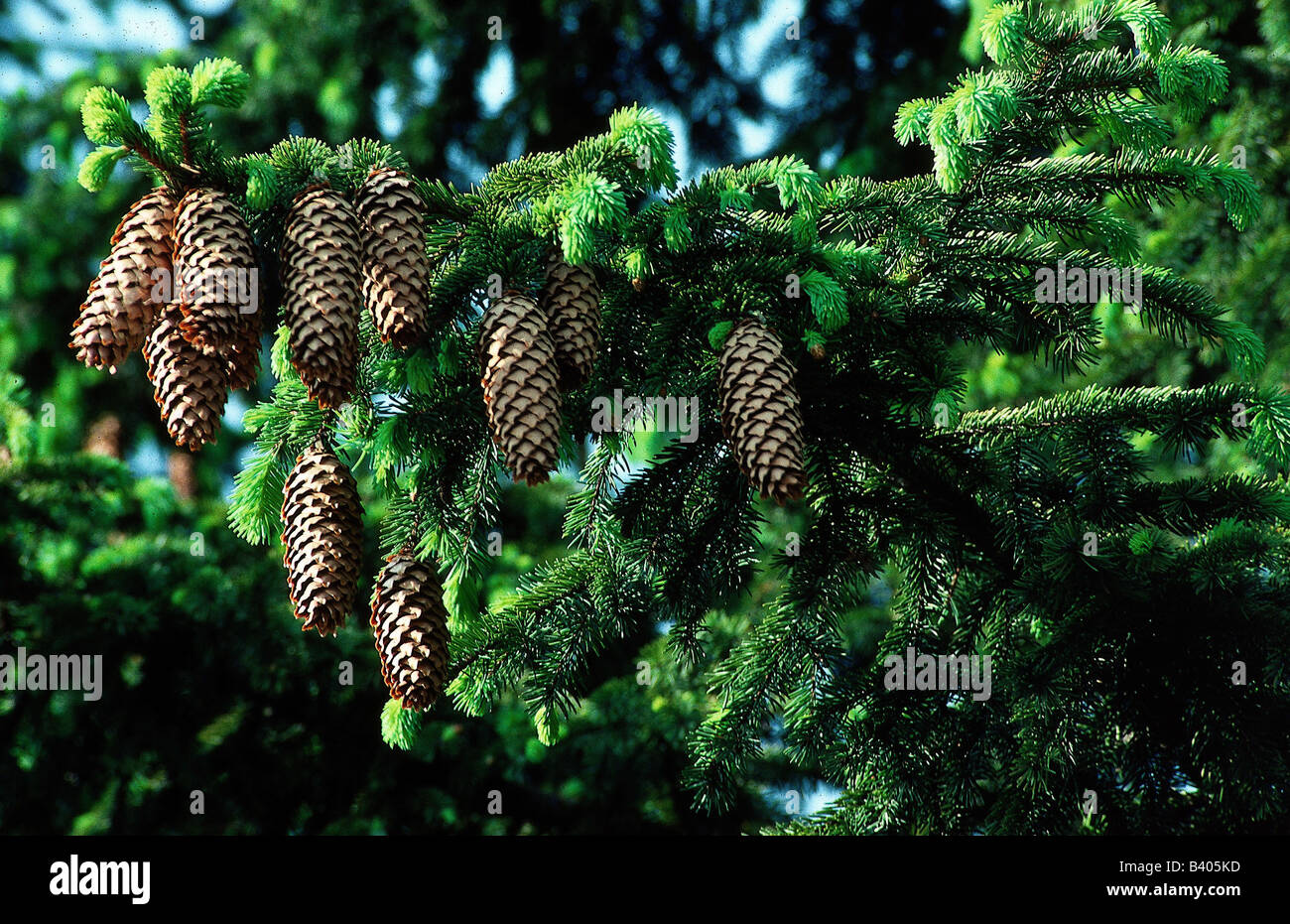 botany, Spruce, (Picea), Norway Spruce, (Picea abies), cones, at branch, Pinaceae, Pinophyta, Picea excelsea, conifers, Conifera Stock Photo