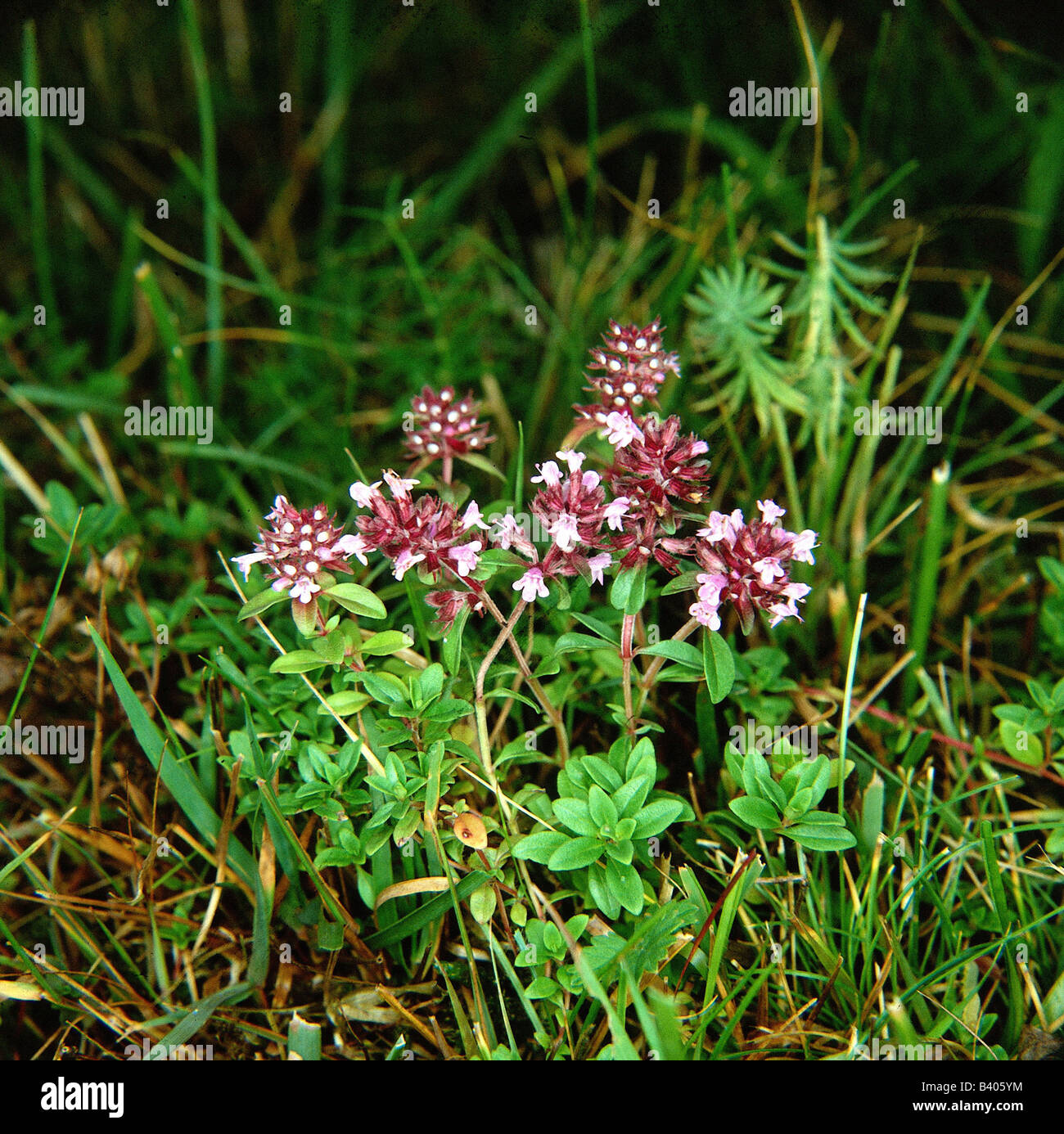 botany, Thyme, (Thymus), Creeping Thyme, (Thymus praecox), in meadow, blooming, flowering, lilac, purple, Labiatae, Lamiaceae, A Stock Photo