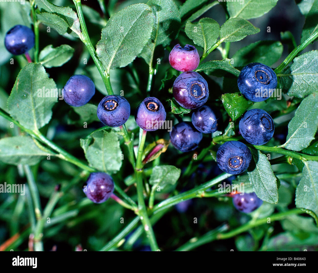 Mellow berries at branch hi-res stock photography and images - Alamy