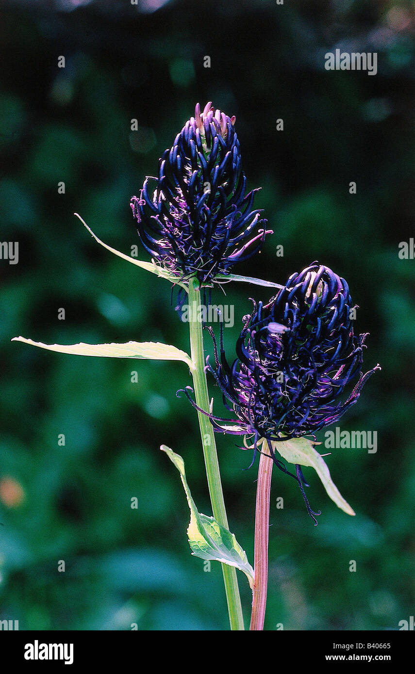 botany, Rampion, (Phyteuma), Horned Rampion, (Phyteuma hemisphaericum), blossoms, at shoot, Campanulaceae, Asteridae, Campanulal Stock Photo
