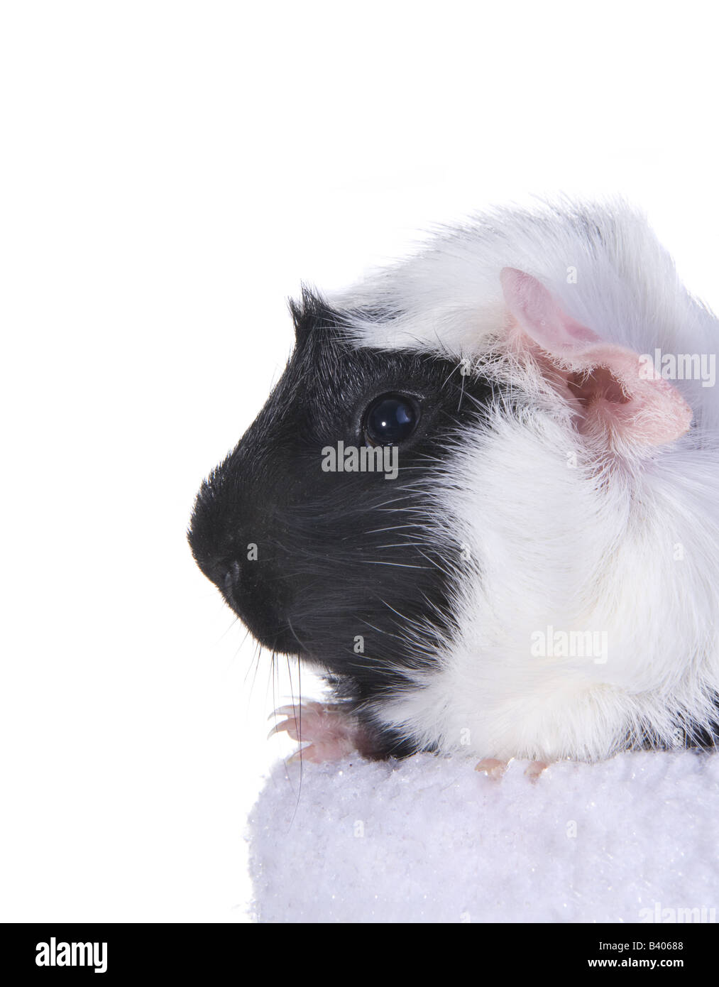 Cute Black and white Guinea pig or Cavy profile Stock Photo