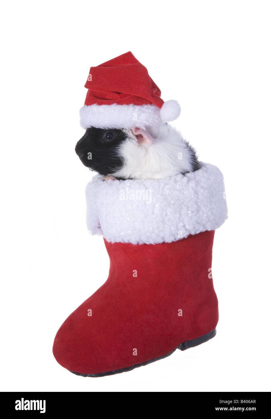 Cute Black and white Christmas Guinea pig or Cavy inside Santa s boot wearing Christmas hat isolated on white background Stock Photo