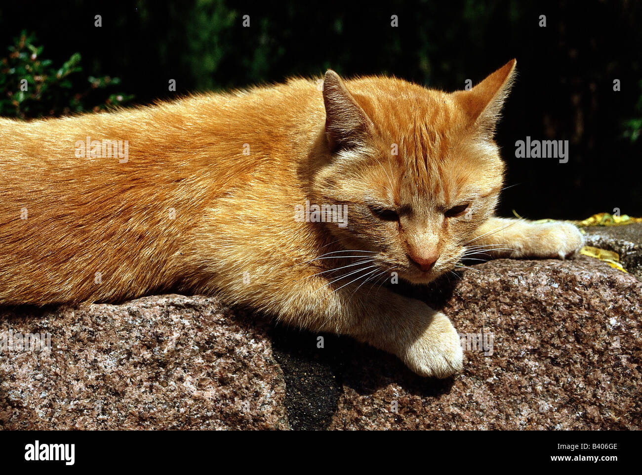 zoology / animals, mammal / mammalian, cats, (Felidae), domestic cat, red, lying on stone, animal, Felinae, shorthair, cornivore Stock Photo