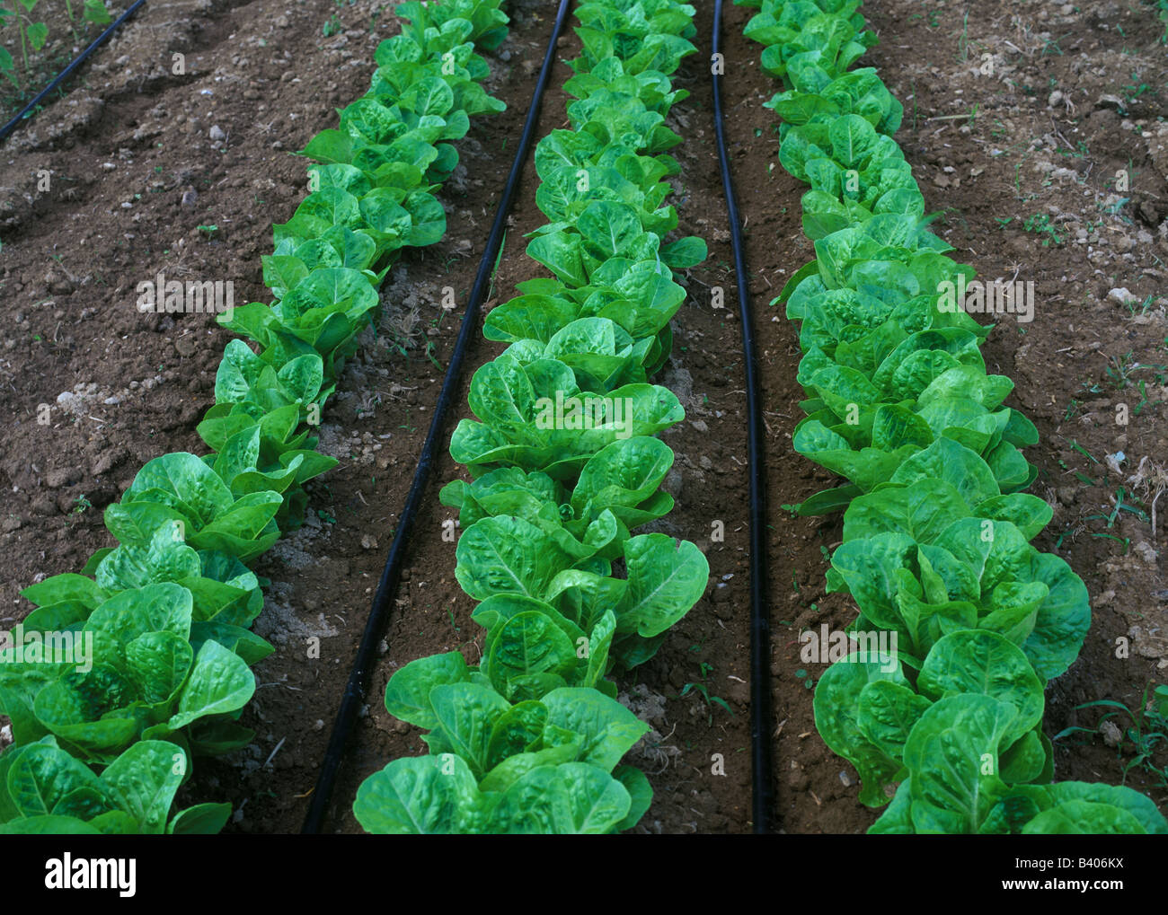Lettuce garden E USA Stock Photo