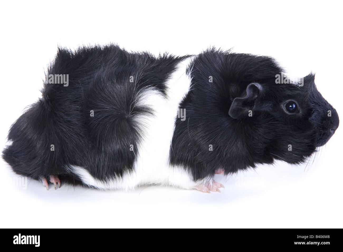 Black and white Abyssinian Guinea pig or Cavy isolated on white background Stock Photo