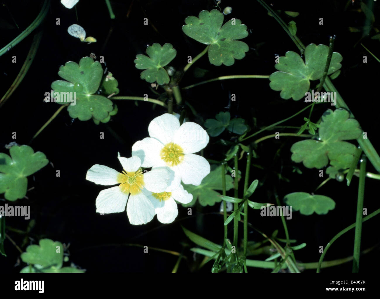 botany, water crowfoot, (Ranunculus), Common Water crowfoot, (Ranunculus aquatilis), blossoms, Ranunculaceae, Magnoliidae, Ranun Stock Photo