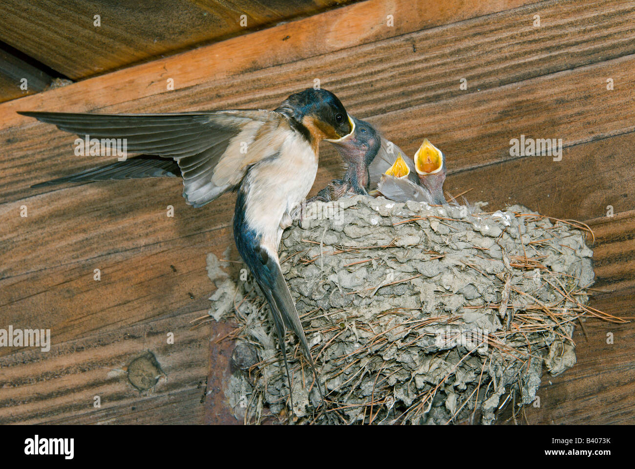 Mother Barn Swallow Hirundo rustica feeding nestlings E USA, by George E Stewart/Dembinsky Photo Assoc Stock Photo