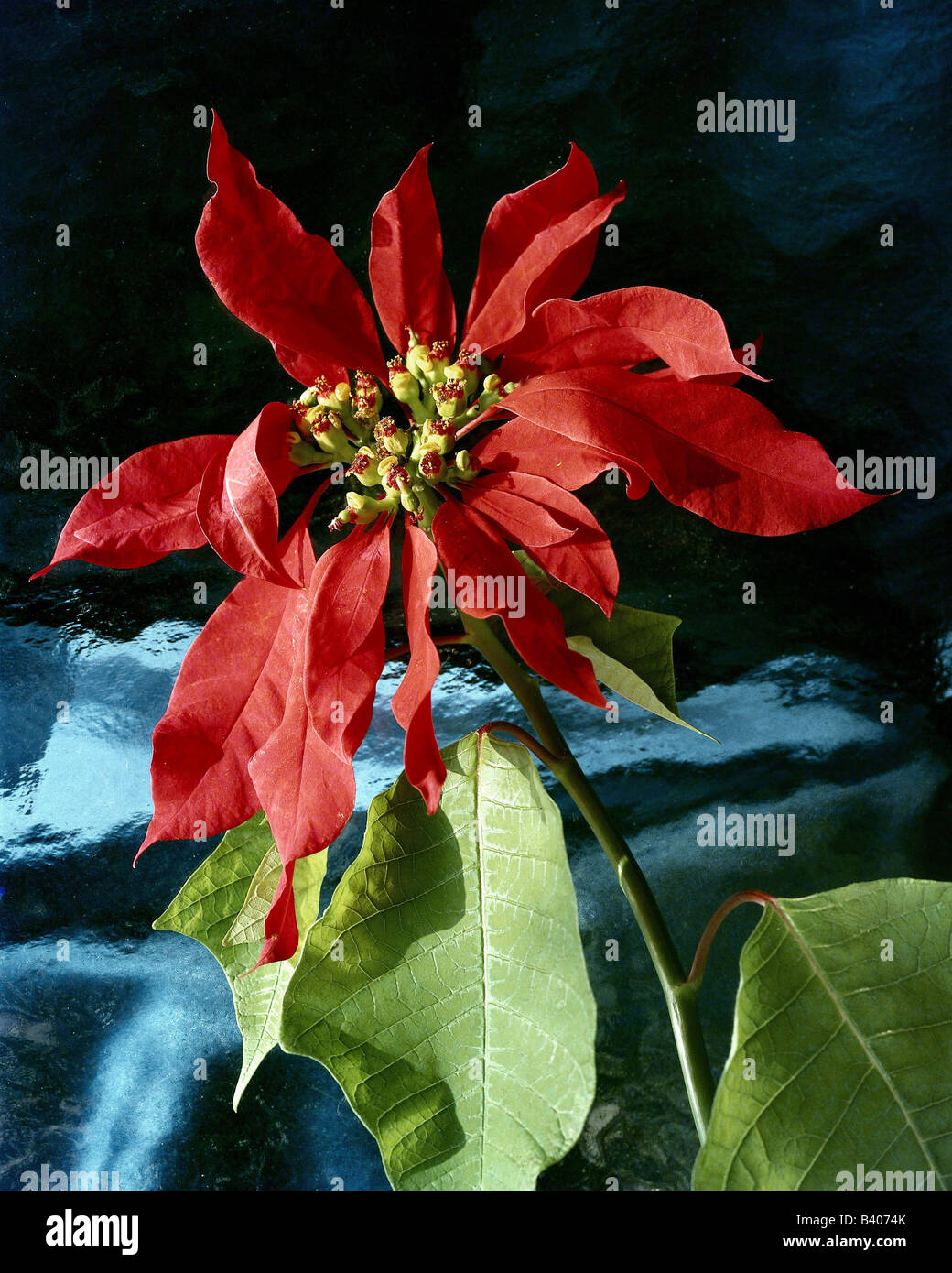 botany, Spurge, (Euphorbia), Christmas star, (Euphorbia pulcherrima), red blossom, ornamental plants, blooming, flowering, corol Stock Photo