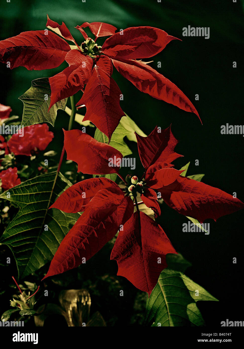 botany, Spurge, (Euphorbia), Christmas star, (Euphorbia pulcherrima), two red blossoms, ornamental plants, blooming, flowering, Stock Photo