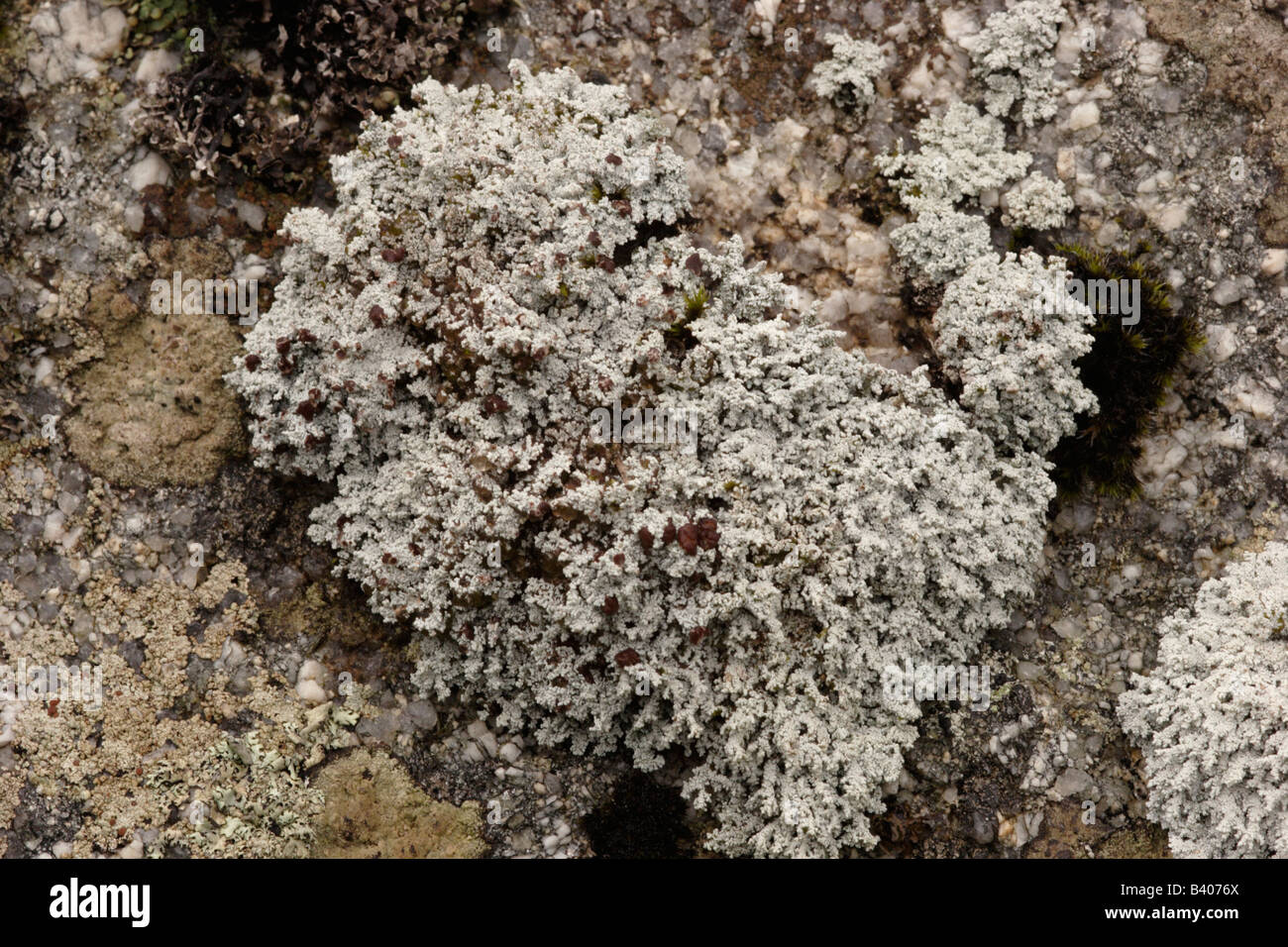Lichen Stereocaulon vesuvianum on a granite rock UK Stock Photo