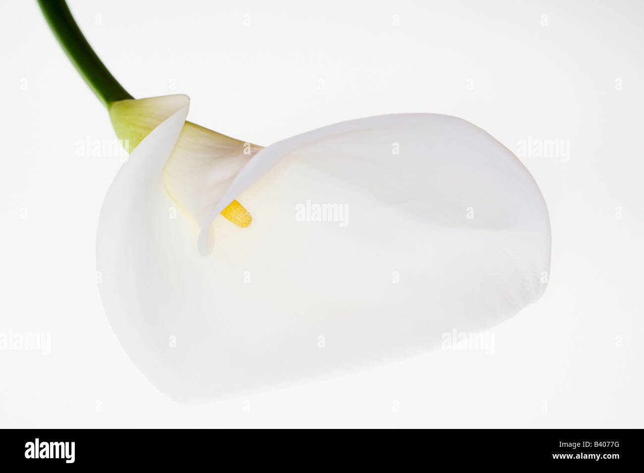 Calla Lilly Flower Stock Photo
