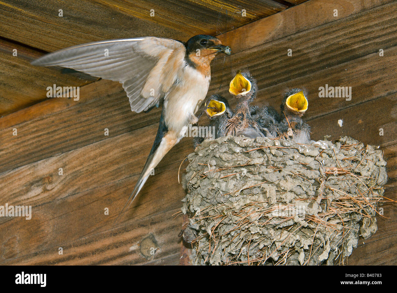 Mother Barn Swallow Hirundo rustica feeding nestlings E USA, by George E Stewart/Dembinsky Photo Assoc Stock Photo