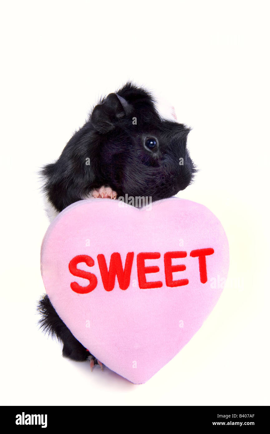 Cute Black and white Valentine Guinea pig or Cavy with pink heart that say s Sweet isolated on white background Stock Photo