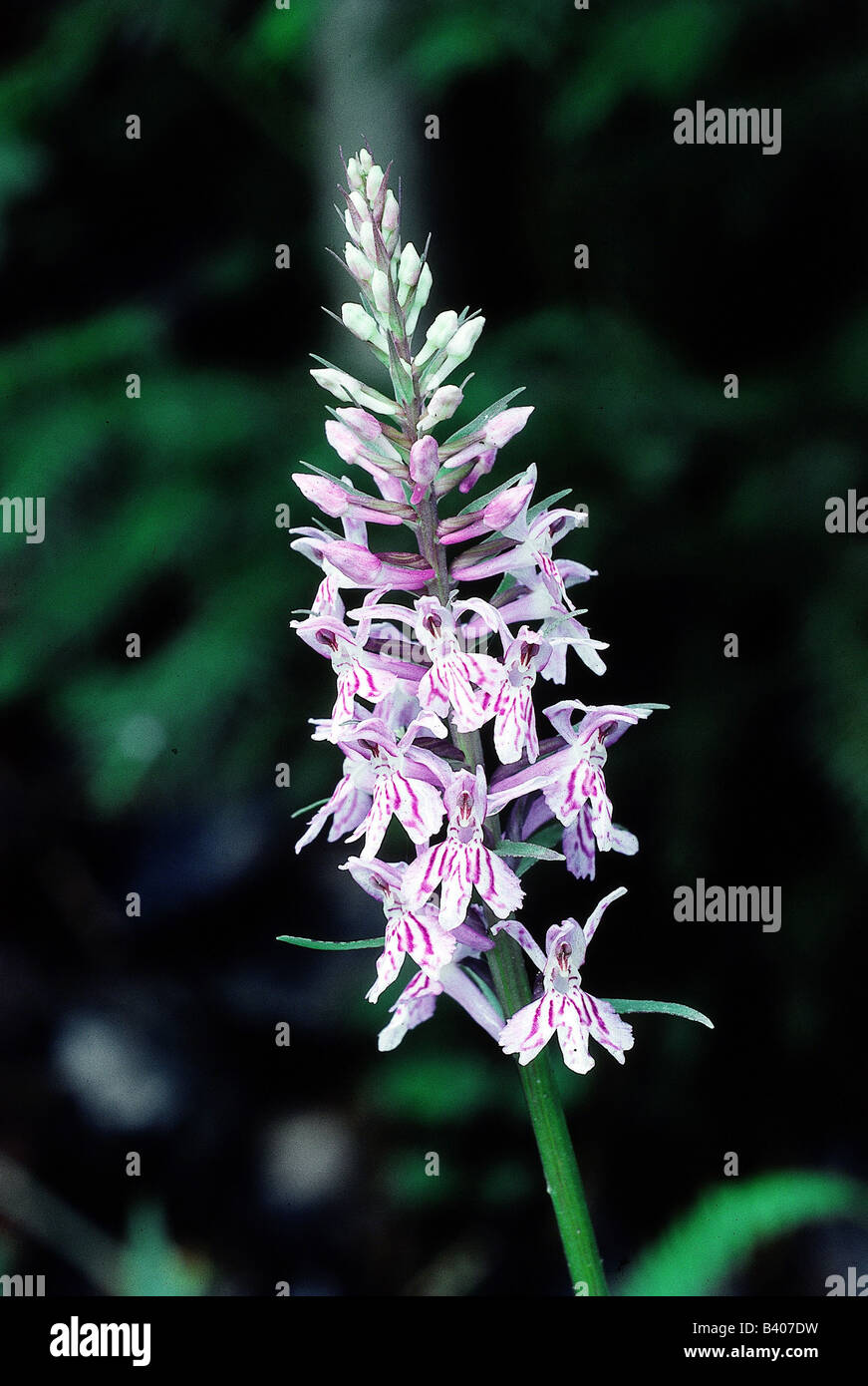 botany, Orchid, (Orchis), species, Spotted orchid, (Orchis maculata), blossoms and buds, blossom, orchids, Orchidales, Orchidace Stock Photo