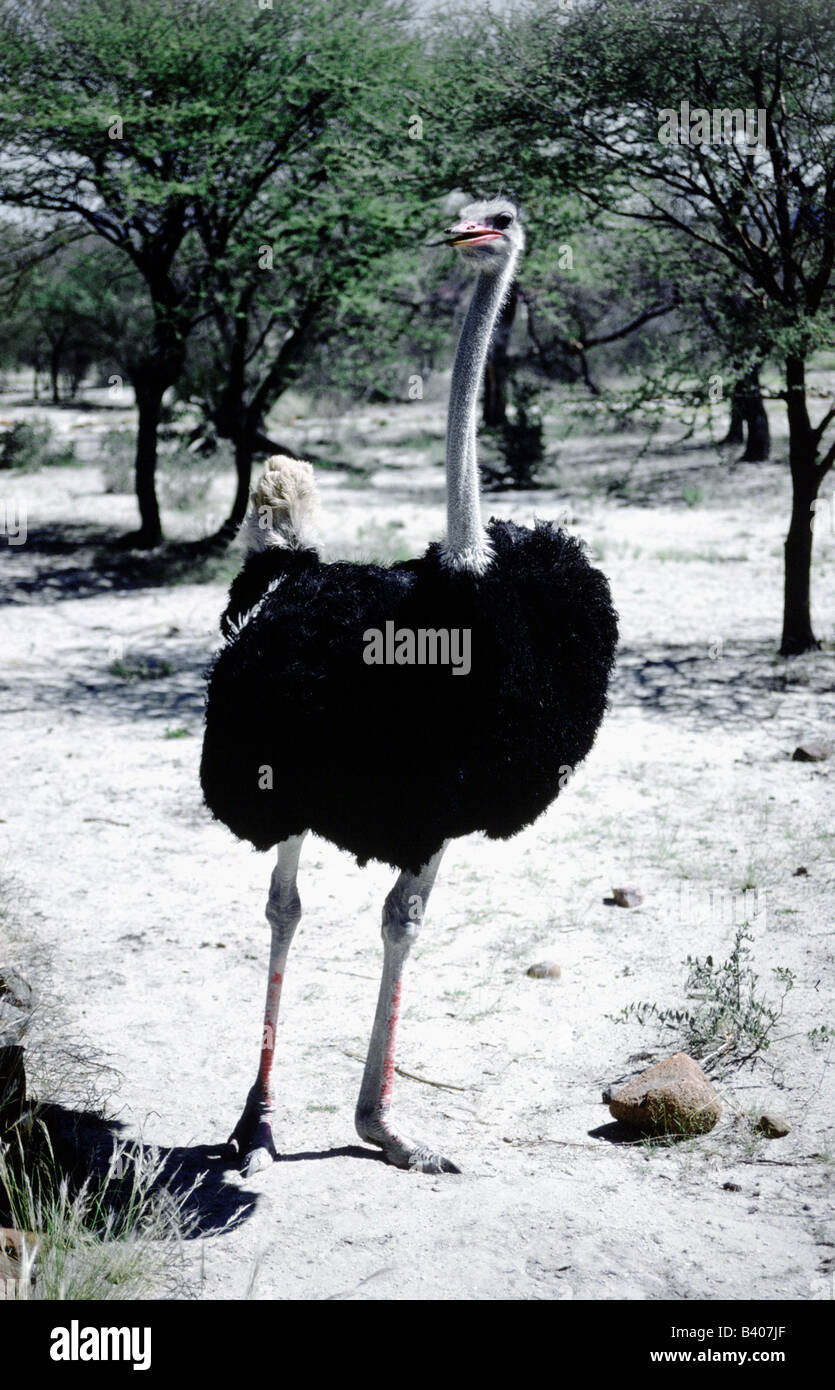 zoology / animals, avian / birds, Ostrich, (struthio camelus), animal ...