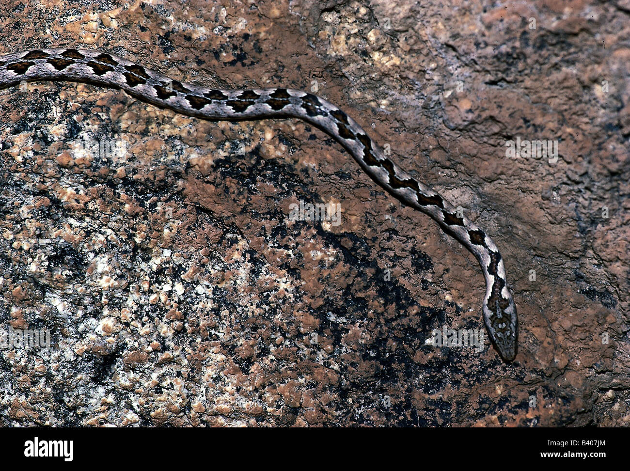 zoology / animals, reptiles, snakes, Bark snake, (hemirhagerrhis