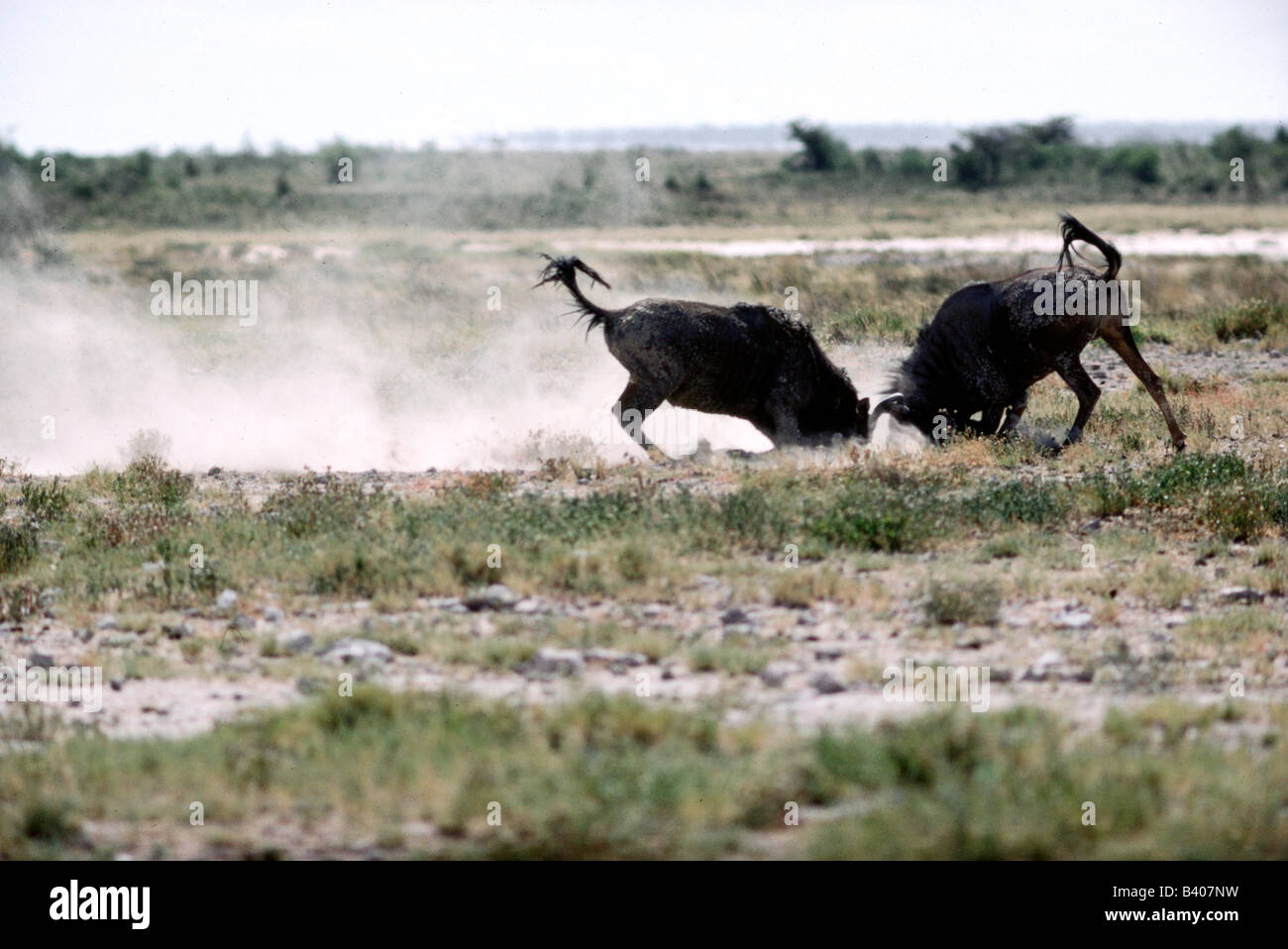 zoology / animals, mammal / mammalian, Blue Wildebeest, (Connochaetes taurinus), fighting bulls, Namibia, Africa, animal, Bovida Stock Photo
