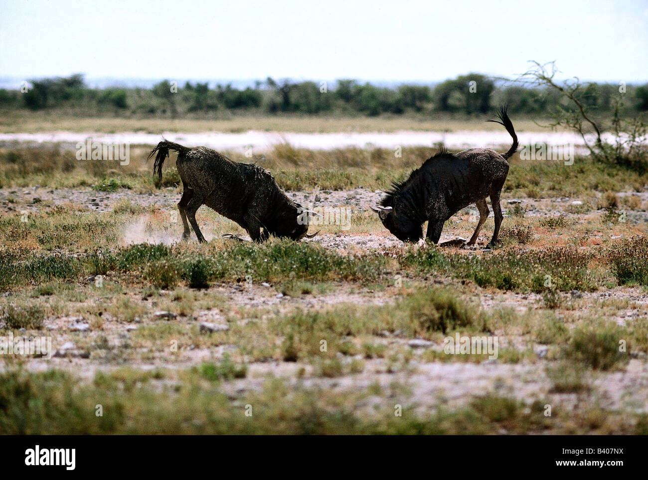 zoology / animals, mammal / mammalian, Blue Wildebeest, (Connochaetes taurinus), fighting bulls, Namibia, Africa, animal, Bovida Stock Photo