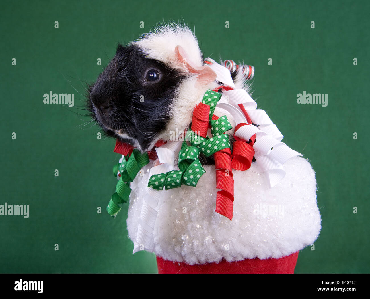 Christmas Guinea pig on green background Stock Photo