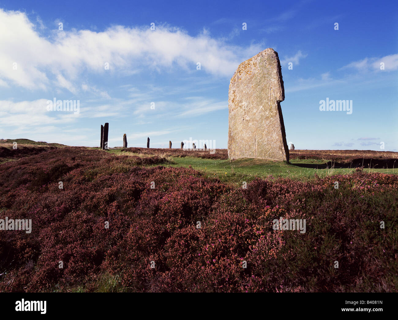 dh Neolithic standing stone RING OF BRODGAR ORKNEY Scottish historical sites stone circles purple heather site uk scotland highlands heritage Stock Photo