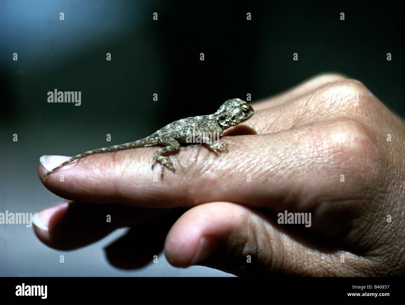 zoology / animals, lizards, Namibian rock agame, (agama planiceps), agame on finger, Namibia, lizard, hand, fingers, Agamidae, A Stock Photo