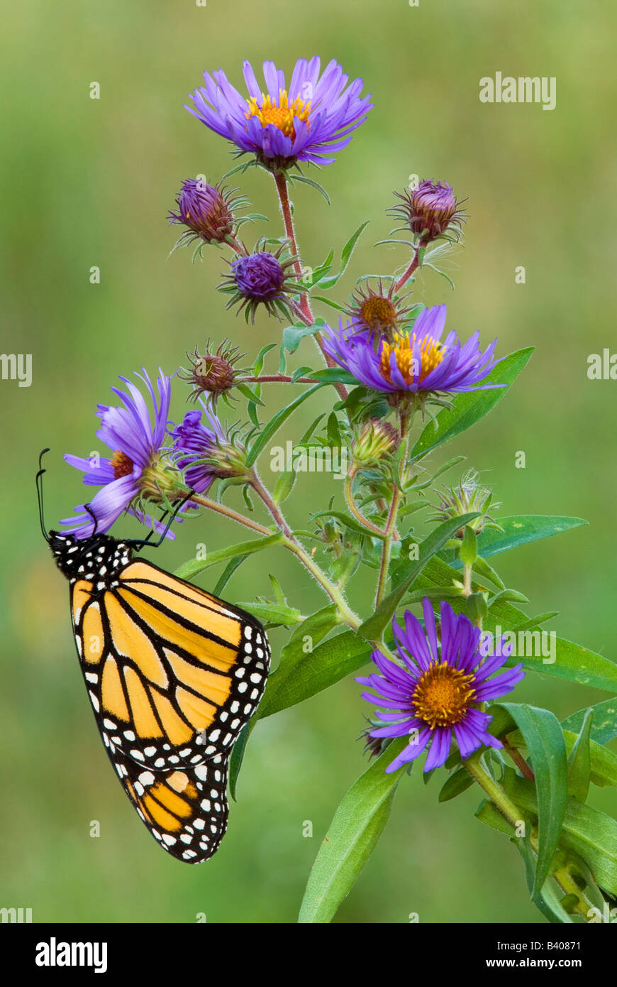 Monarch Butterfly Danaus plexippus nectaring or feeding on New England Asters Symphyotrichum novae-angliae Eastern United States Stock Photo