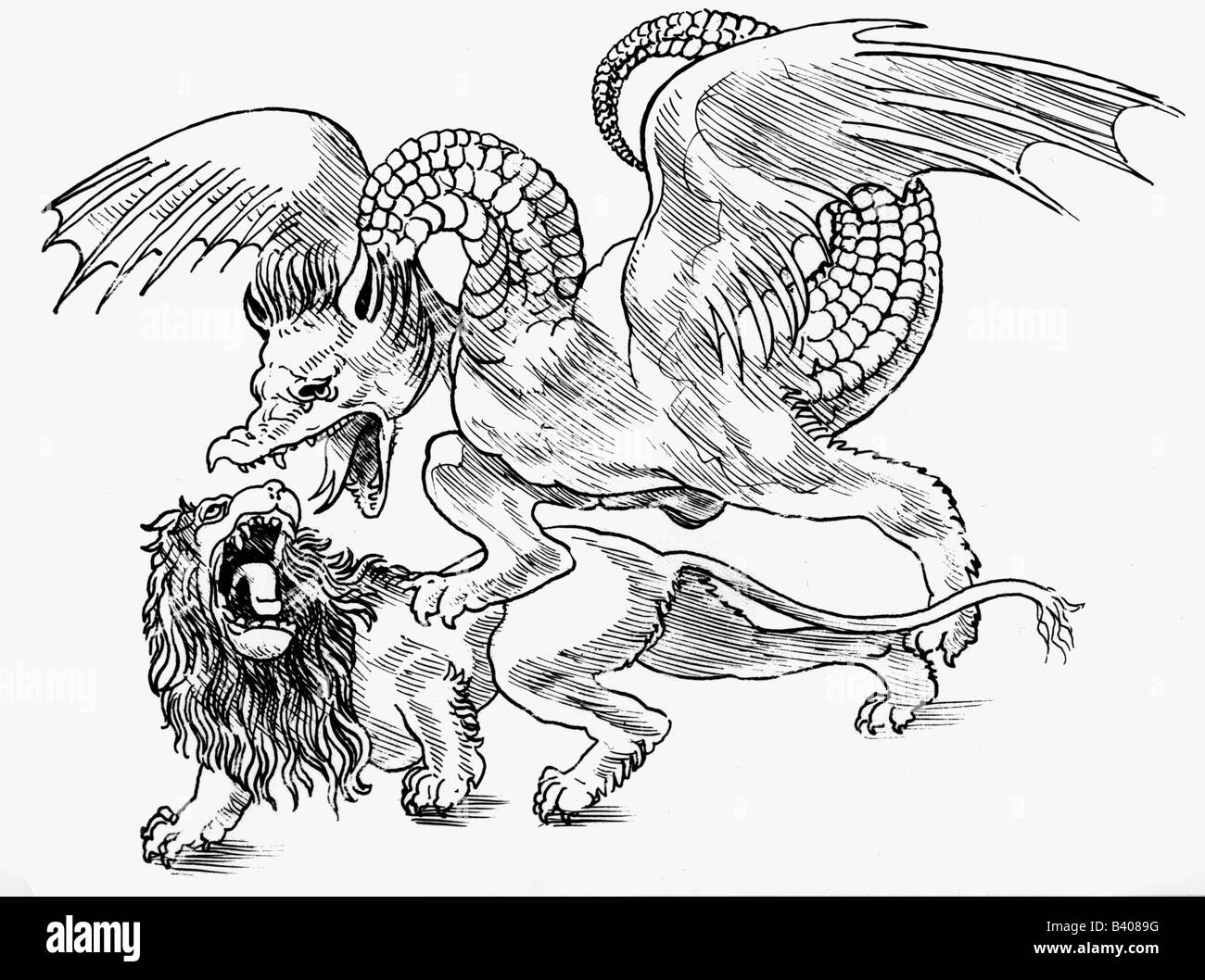 superstition, mythical creatures, dragons, a dragon fighting with a lion, drawing after Zoan Andrea, circa 1500, Stock Photo