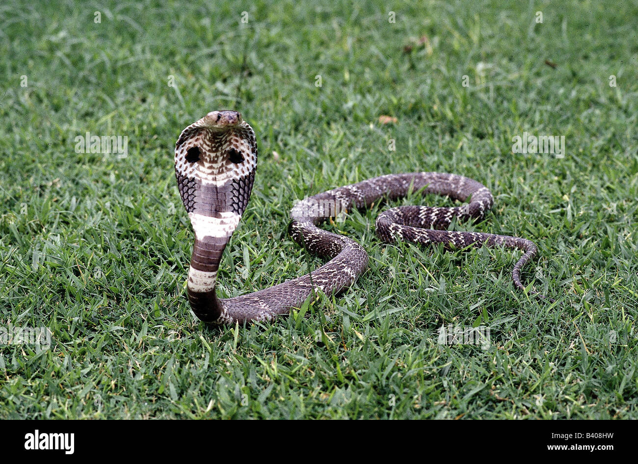 zoology / animals, reptiles, snakes, Indian Cobra, (Naja naja), two snakes convolved, one in basket, distribution: Central Asia Stock Photo