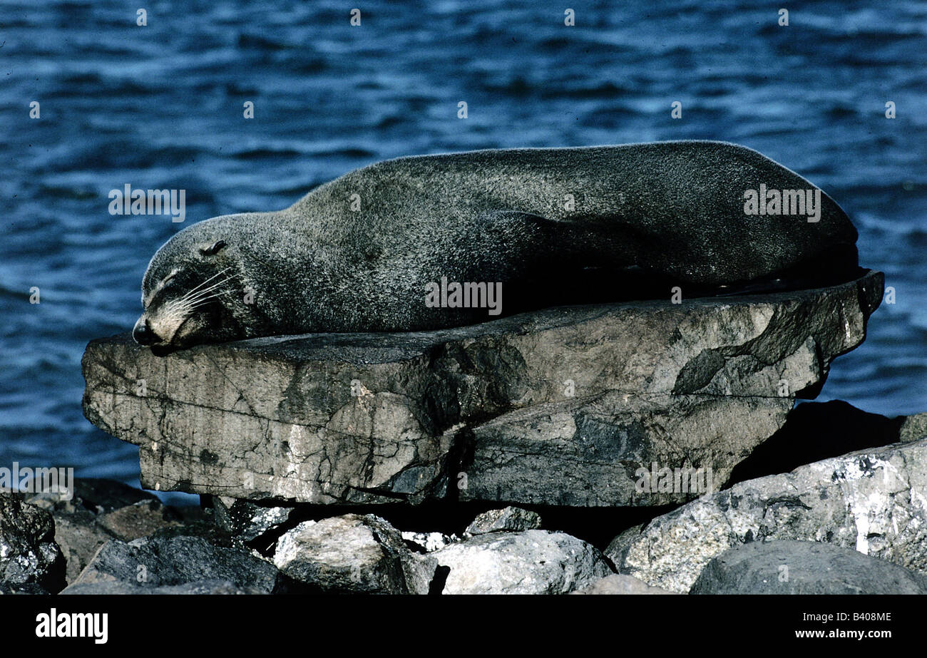 Zoology animals mammal mammalian seals hi-res stock photography and
