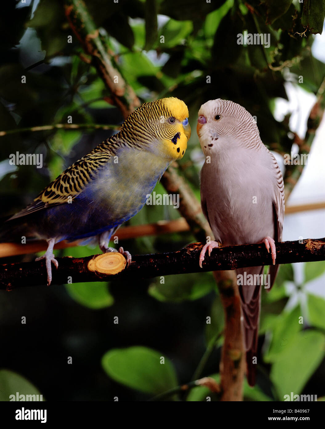zoology / animals, avian / bird, Budgerigar, (Melopsittacus undulatus), two parrots sitting on branch, distribution: Australia, Stock Photo