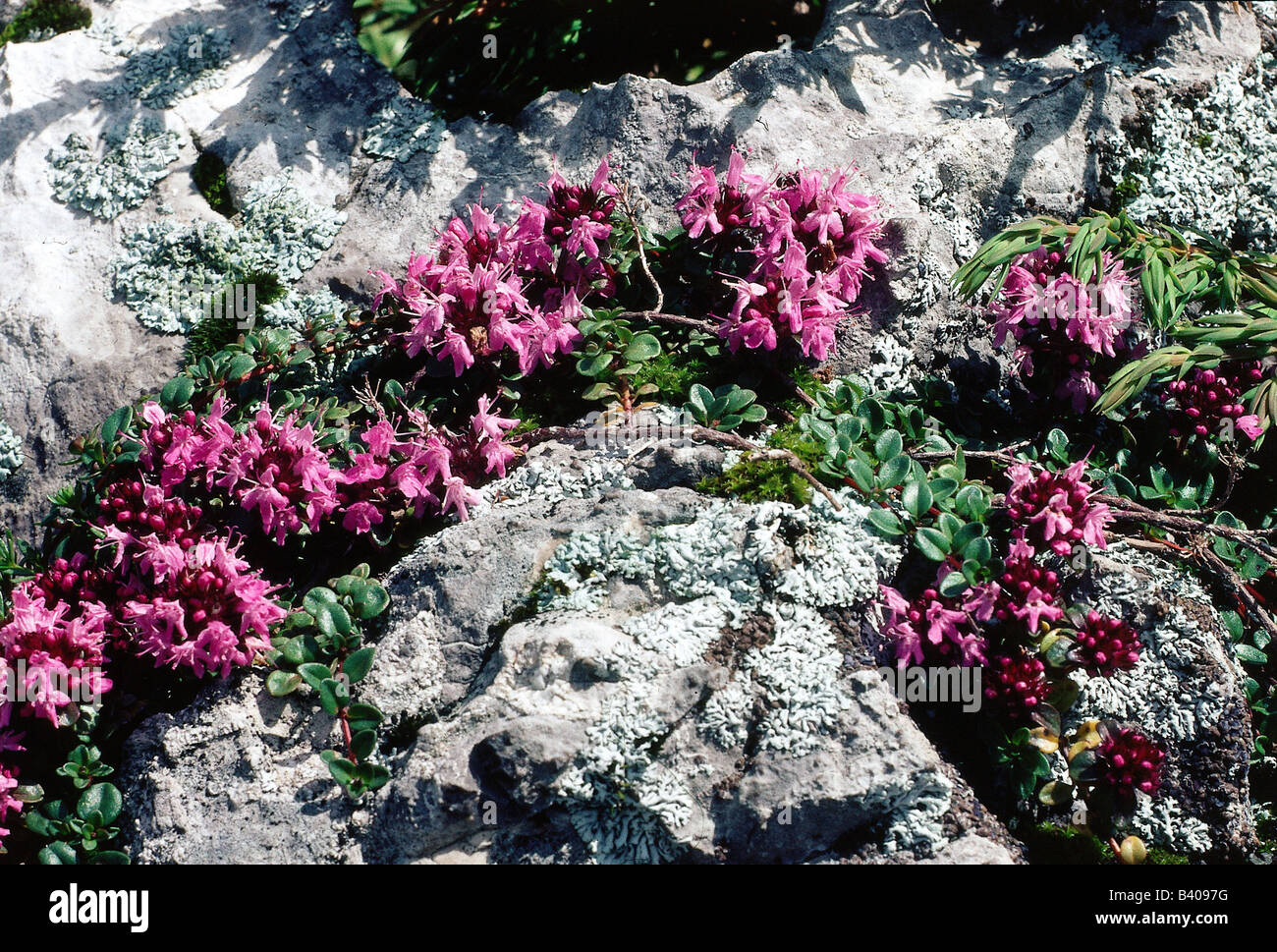 botany, Thyme, (Thymus), Creeping Thyme, (Thymus praecox), on rock, blooming, flowering, lilac, purple, Labiatae, Lamiaceae, Ast Stock Photo