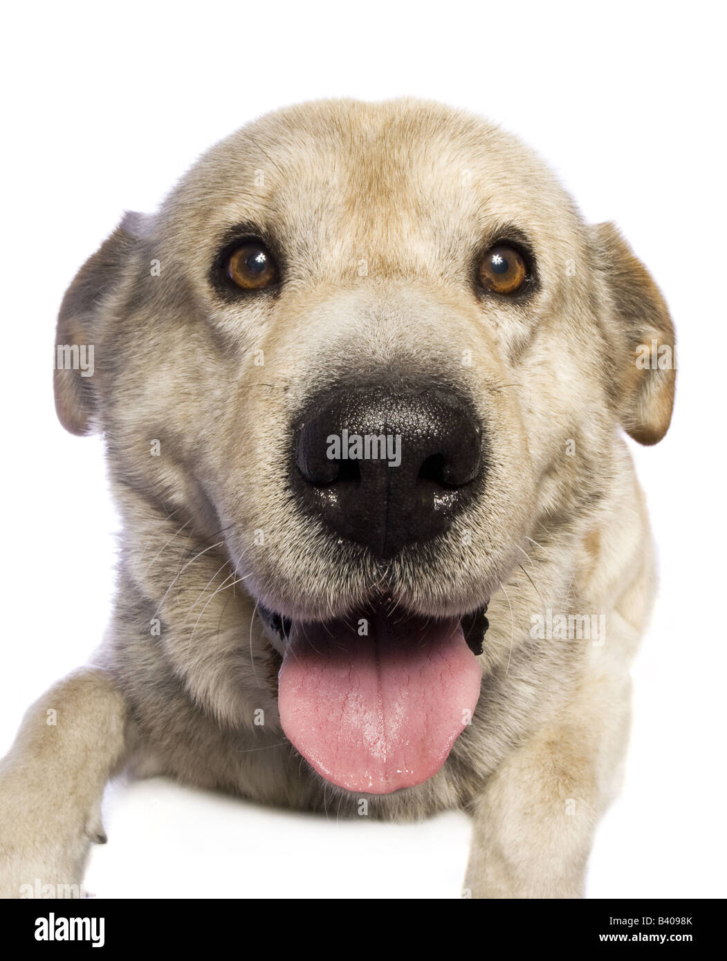 Adorable mixed breed dog isolated on white background Stock Photo