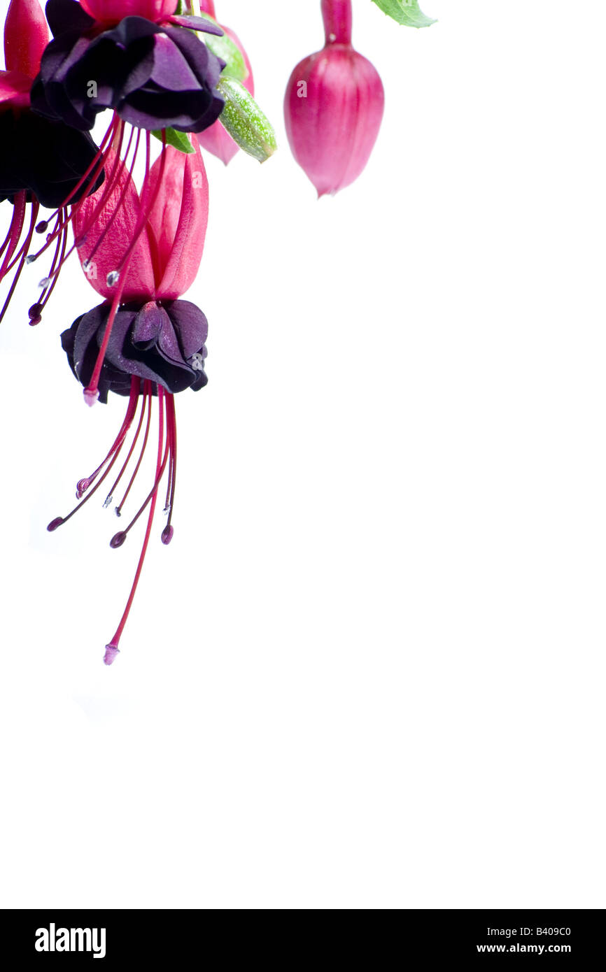 A fuchsia plant isolated on a white background Stock Photo - Alamy